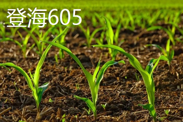 哪些玉米产量高,MC670创造了我国单产最高纪录