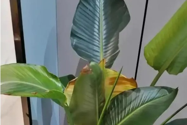 天堂鸟是鹤望兰吗，二者是同一种植物