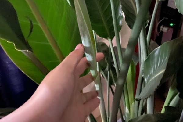 天堂鸟是鹤望兰吗，二者是同一种植物