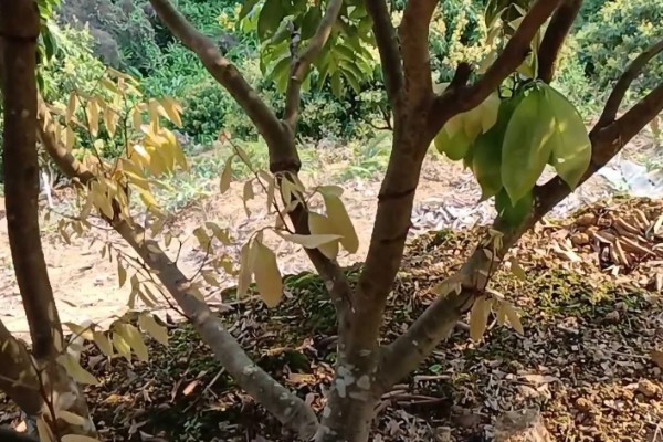 荔枝树枯萎的原因，可能是施肥不当所致