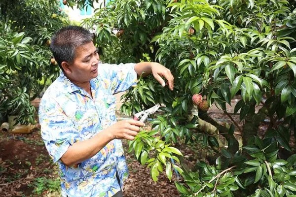 荔枝树枯萎的原因，可能是施肥不当所致