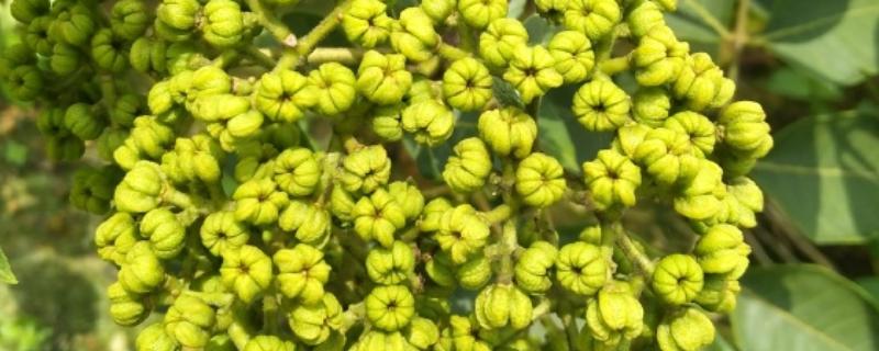 吴茱萸几年能收获，一般种植2-3年即可收获