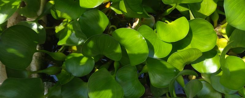 水葫芦能土养吗，水葫芦可以土养