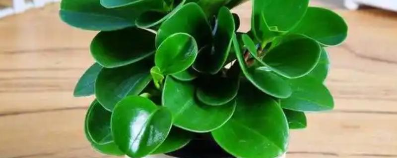 碧玉花花朵的形状，其形状呈现穗状