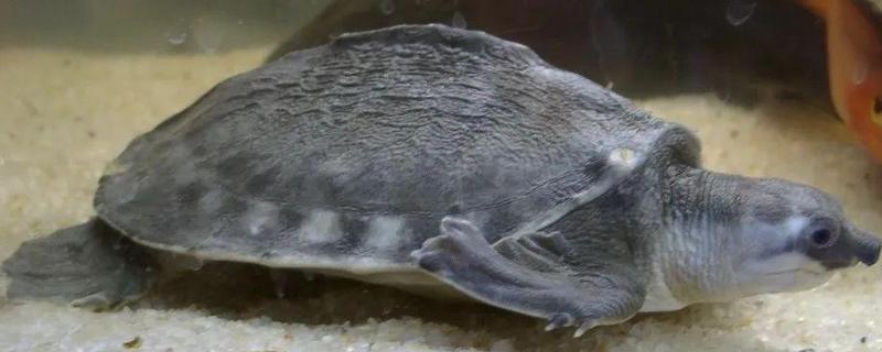 猪鼻龟是龟还是鳖,属于龟类