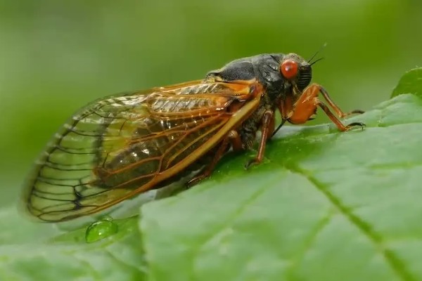 蝉是益虫还是害虫，蝉是害虫