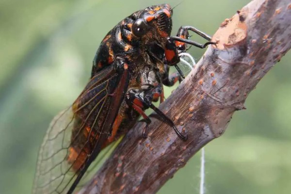 蝉是益虫还是害虫，蝉是害虫