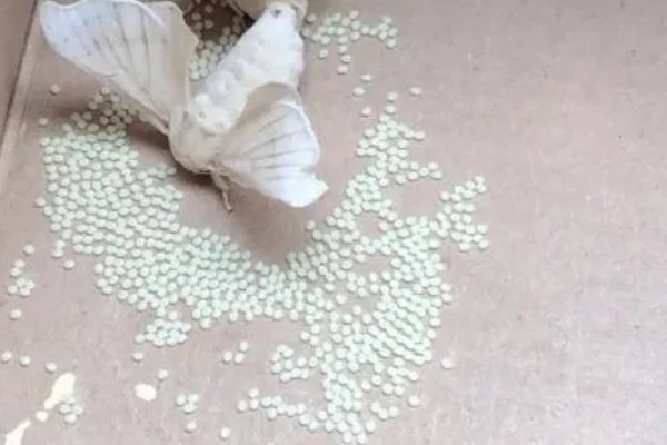 蝉是益虫还是害虫，蝉是害虫