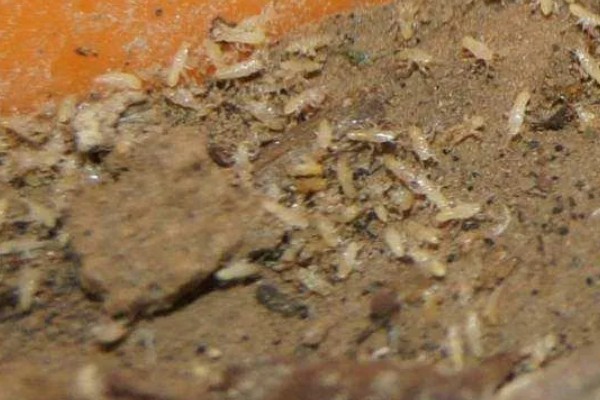 蝉是益虫还是害虫，蝉是害虫