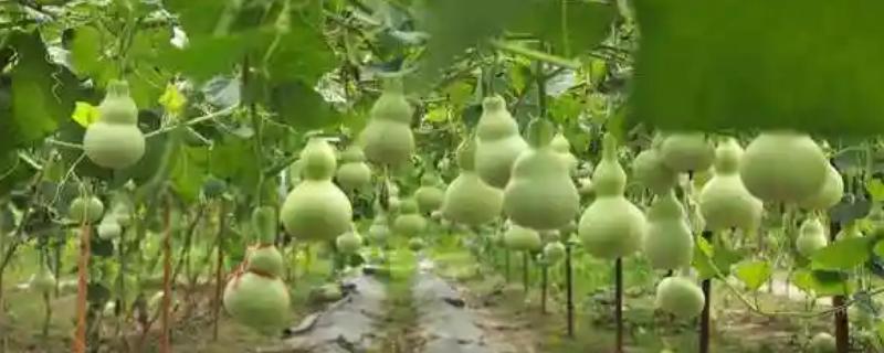 怎么种植葫芦，播种后让土壤保持微湿