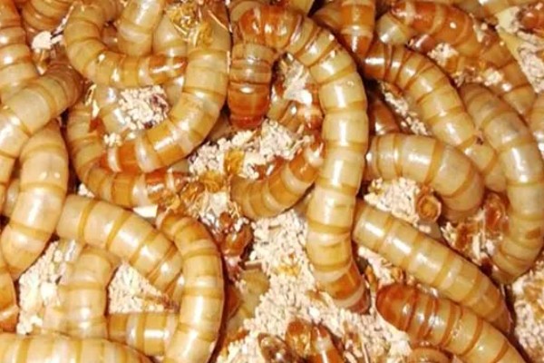 黄粉虫有什么价值，有食用价值