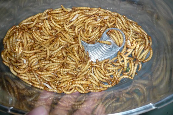黄粉虫有什么价值，有食用价值