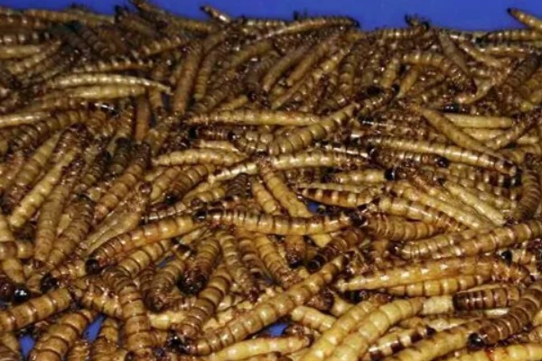 黄粉虫有什么价值，有食用价值