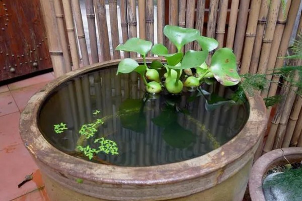 水葫芦可以放在养鱼的水缸里吗，消毒后可以放鱼缸里