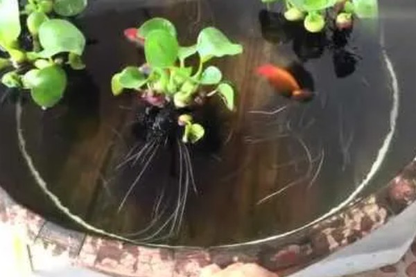 水葫芦可以放在养鱼的水缸里吗，消毒后可以放鱼缸里