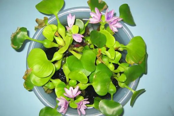 水葫芦可以放在养鱼的水缸里吗，消毒后可以放鱼缸里