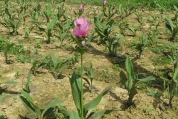 北方能养姜荷花吗，北方地区不能养殖
