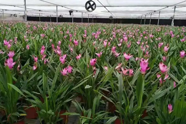 北方能养姜荷花吗，北方地区不能养殖