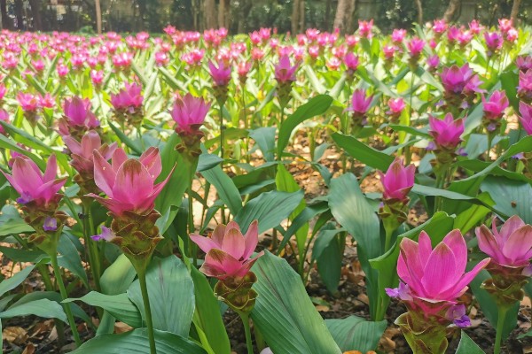 北方能养姜荷花吗，北方地区不能养殖