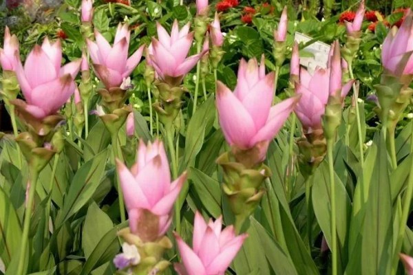 北方能养姜荷花吗，北方地区不能养殖