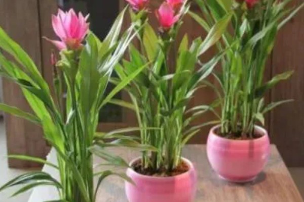 北方能养姜荷花吗，北方地区不能养殖