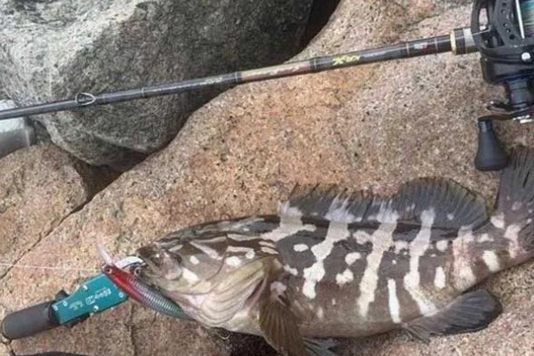 用哪种鱼饵路亚石斑鱼，铁板、亮片、沉水米诺等种类均可选择