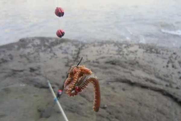 用哪种鱼饵路亚石斑鱼，铁板、亮片、沉水米诺等种类均可选择