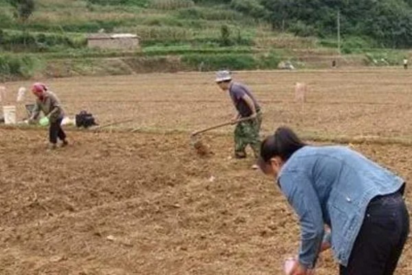玉米地怎么平衡施肥，基肥以腐熟农家肥为主