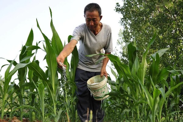 玉米地怎么平衡施肥，基肥以腐熟农家肥为主