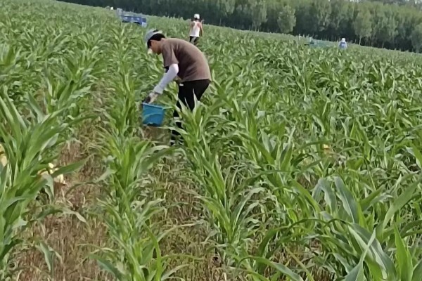玉米地怎么平衡施肥，基肥以腐熟农家肥为主