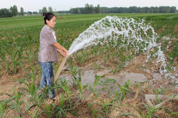 玉米地怎么平衡施肥，基肥以腐熟农家肥为主