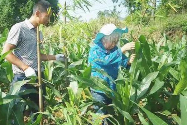 玉米地怎么平衡施肥，基肥以腐熟农家肥为主