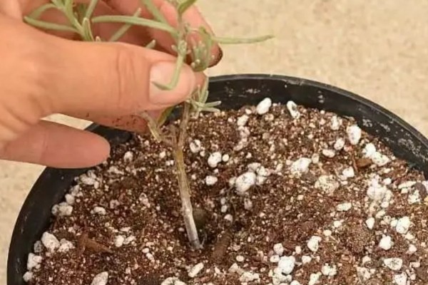 薰衣草倒伏怎么处理，要注意控制好氮肥用量