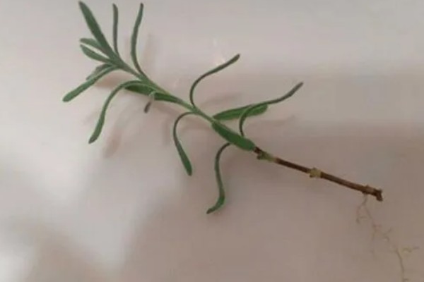薰衣草倒伏怎么处理，要注意控制好氮肥用量