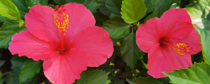 哪些花卉可以四季开放，常见朱瑾花、月季花等品种