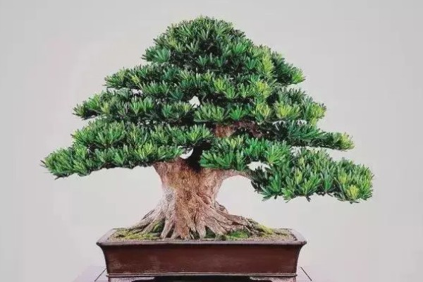 罗汉松的盆景制作方法，分为选材、选盆、土壤、栽种四步