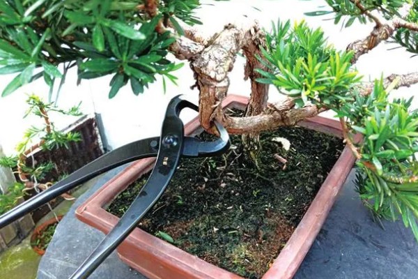 罗汉松的盆景制作方法，分为选材、选盆、土壤、栽种四步