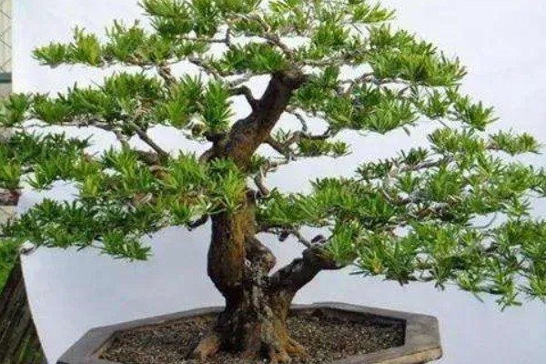 罗汉松的盆景制作方法，分为选材、选盆、土壤、栽种四步