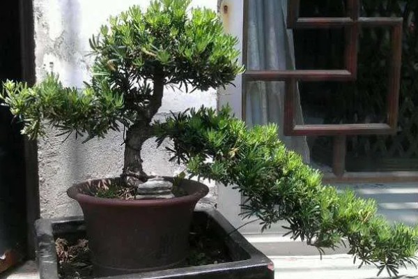 罗汉松的盆景制作方法，分为选材、选盆、土壤、栽种四步