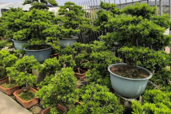 罗汉松的盆景制作方法，分为选材、选盆、土壤、栽种四步