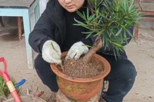罗汉松的盆景制作方法，分为选材、选盆、土壤、栽种四步