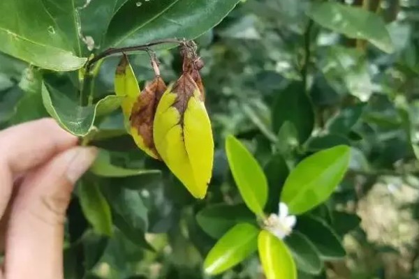 柑橘黄化的原因与解决方法,可能是缺乏元素或病虫害所致
