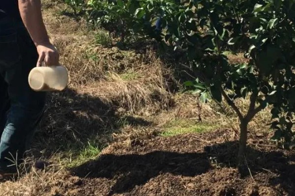 柑橘黄化的原因与解决方法,可能是缺乏元素或病虫害所致