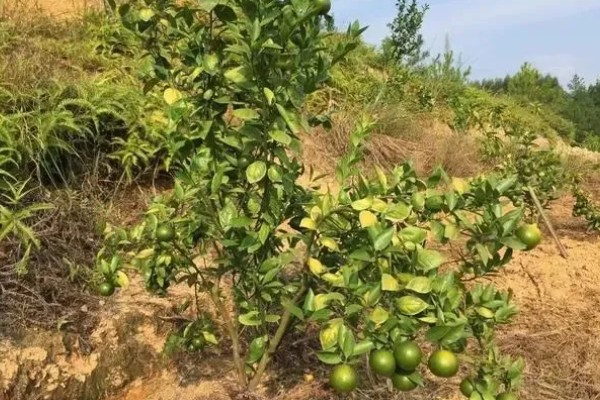 柑橘黄化的原因与解决方法,可能是缺乏元素或病虫害所致