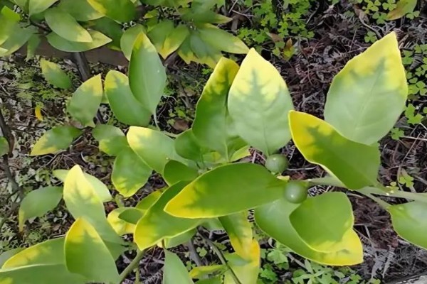 柑橘黄化的原因与解决方法,可能是缺乏元素或病虫害所致