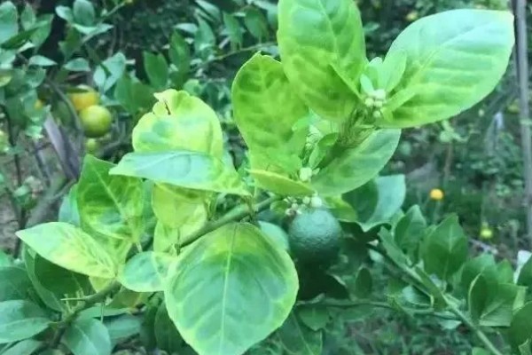 柑橘黄化的原因与解决方法,可能是缺乏元素或病虫害所致