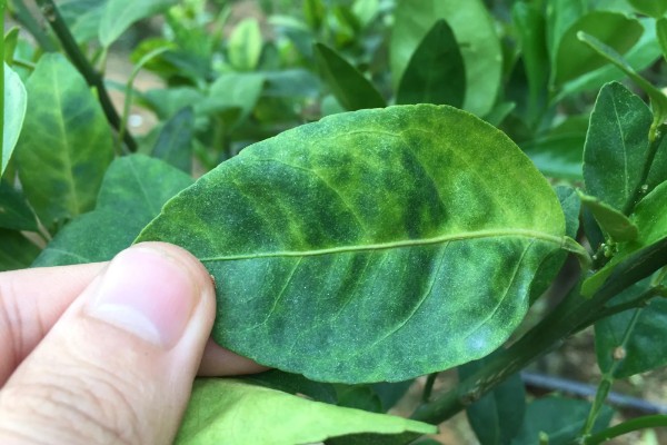 柑橘黄化的原因与解决方法,可能是缺乏元素或病虫害所致