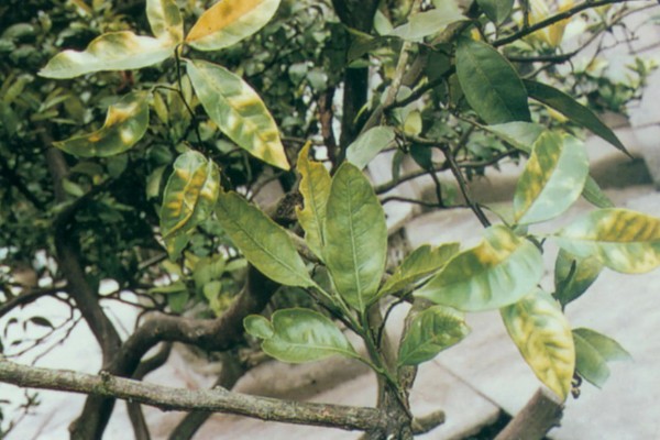 柑橘黄化的原因与解决方法,可能是缺乏元素或病虫害所致