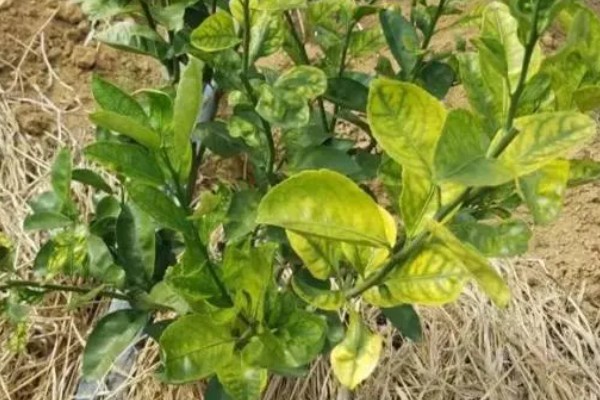 柑橘黄化的原因与解决方法,可能是缺乏元素或病虫害所致