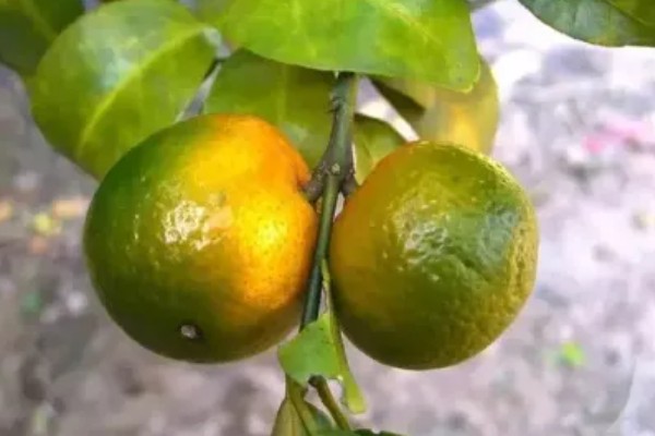 柑橘黄化的原因与解决方法,可能是缺乏元素或病虫害所致